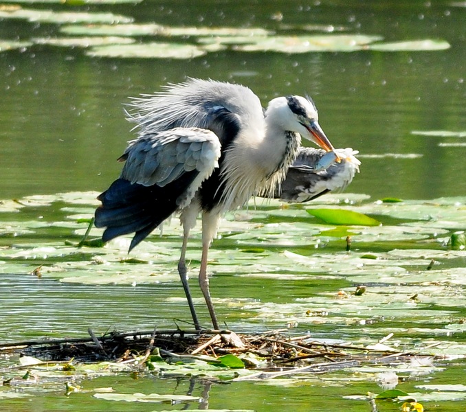 Avifauna humor